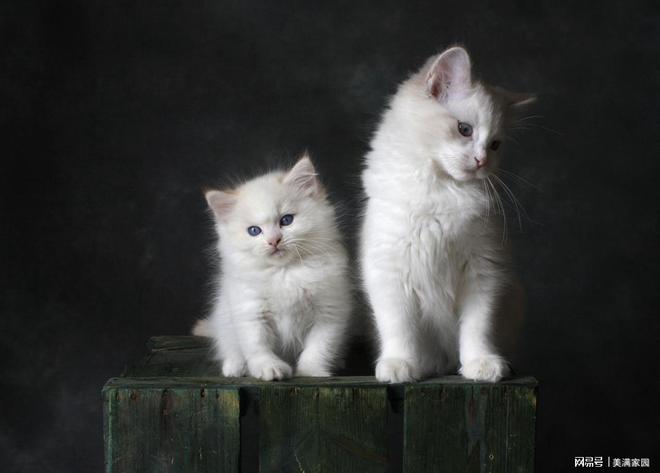 ？新手必看的猫粮推荐排行榜最新最好开元棋牌app哪款猫粮比较好值得买(图2)