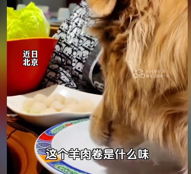 脸曝光是惯犯逆天言论被扒还在旅游开元棋牌女子带狗上桌吃肉后续：正(图4)