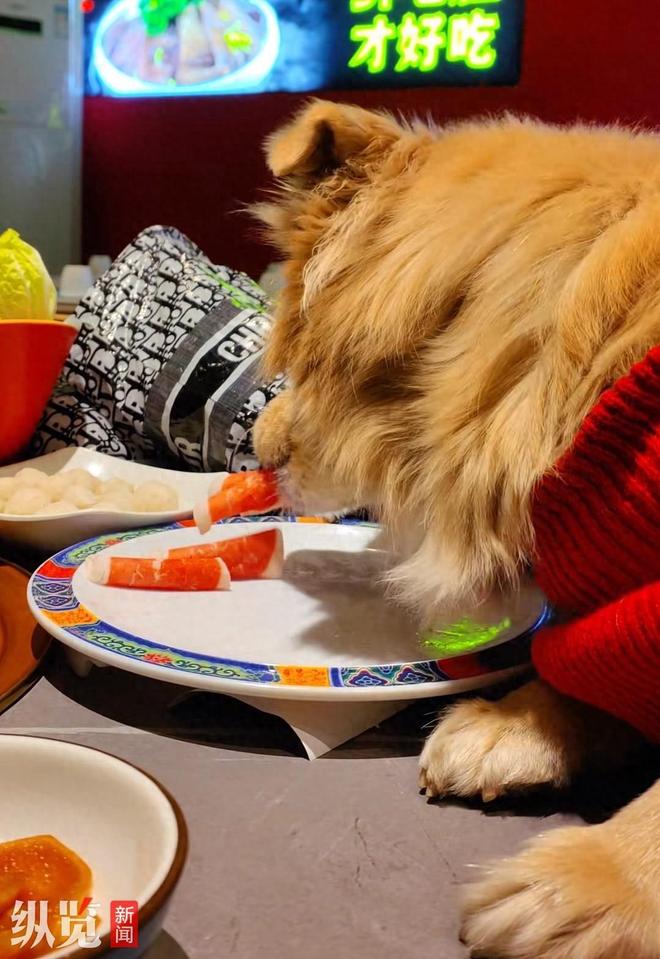 脸曝光是惯犯逆天言论被扒还在旅游开元棋牌女子带狗上桌吃肉后续：正(图15)