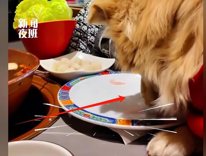 脸曝光是惯犯逆天言论被扒还在旅游开元棋牌女子带狗上桌吃肉后续：正(图17)