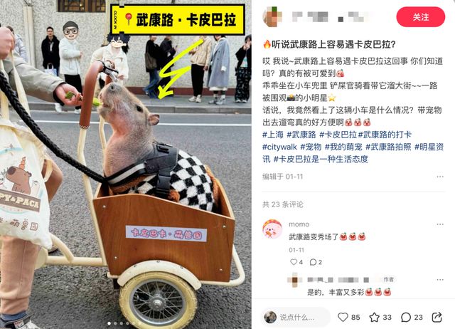 元鲜食、LV宠物箱包社交+情绪价值开元棋牌上海宠物零售领先全国？59(图4)